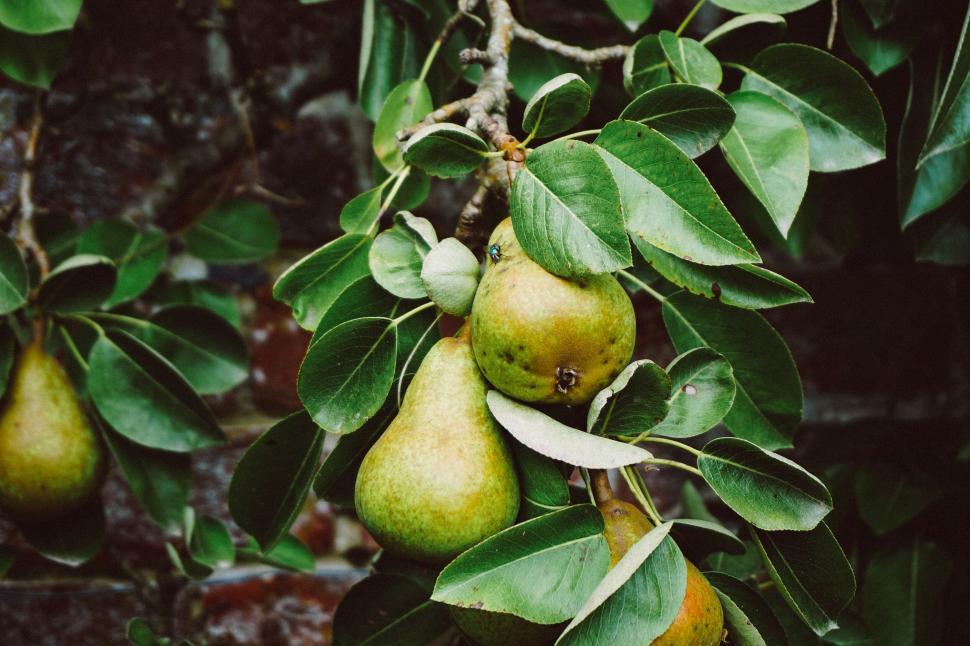 Free Image of Ripe pears hanging on a tree branch 