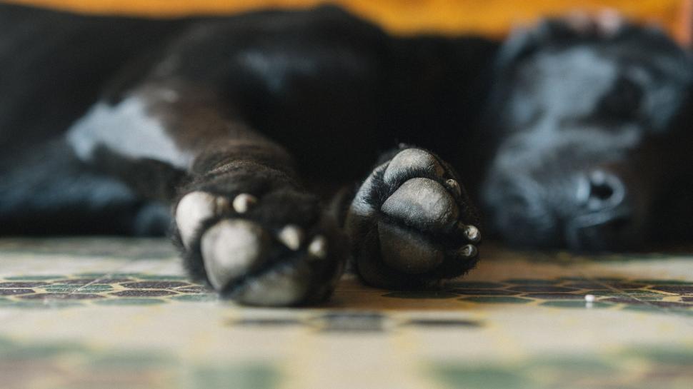 Free Image of Close-up of a black dog s paw 