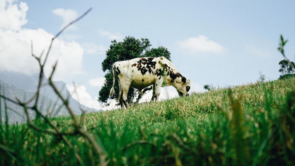 Free Image of Grazing cow in a green pasture under blue sky 