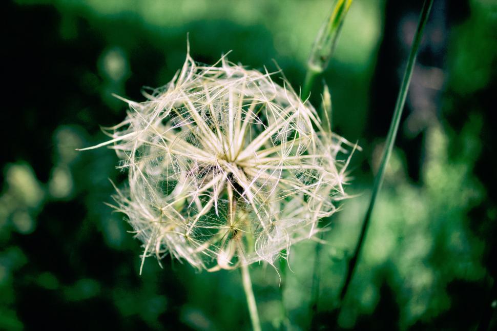 Free Image of Close-up of a delicate dandelion 