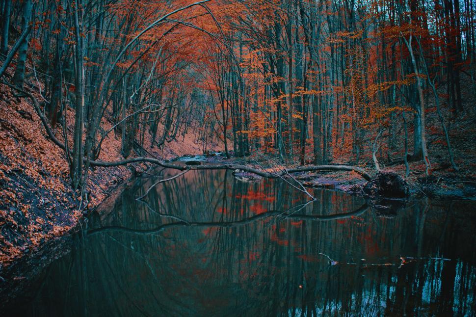 Free Image of Autumnal forest reflected in still water 