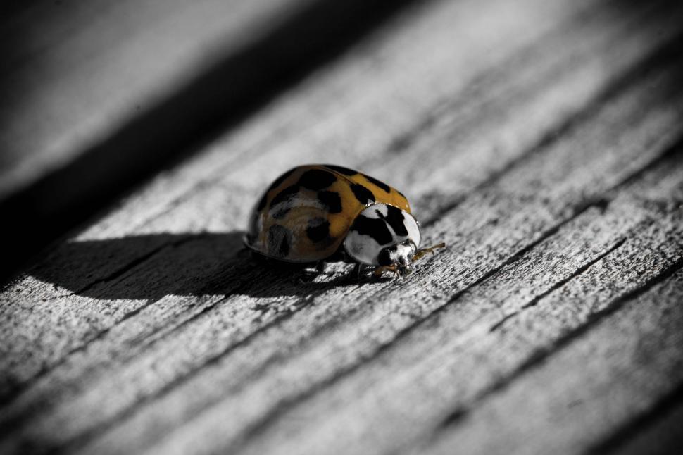 Free Image of Ladybird 