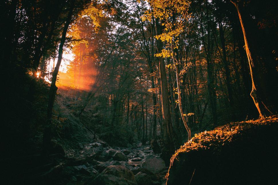 Free Image of Sunset glow through forest trees and stream 