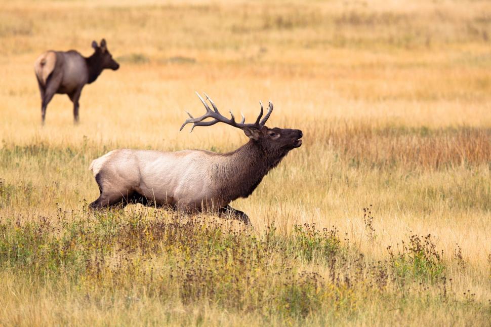 Free Image of Elk in a grassy field with another elk 
