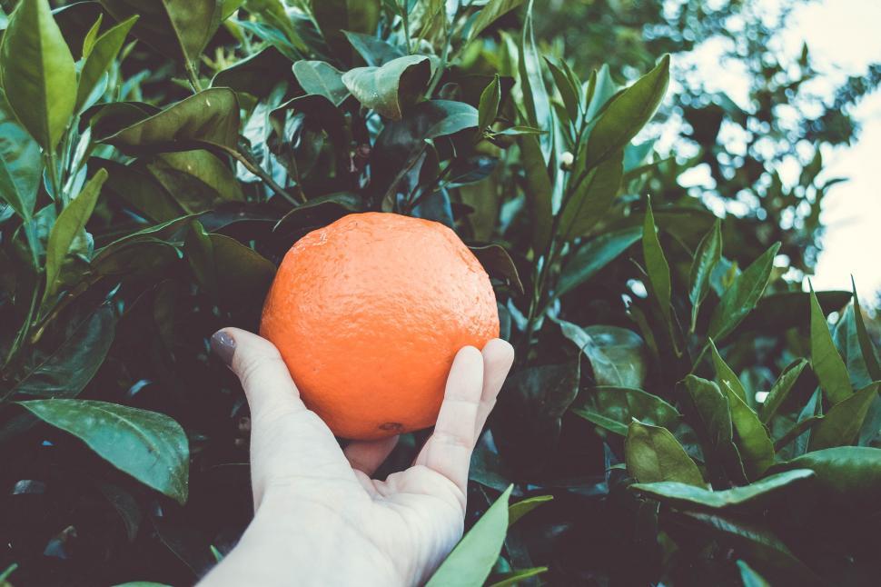 Free Image of Hand holding an orange in an orange tree 
