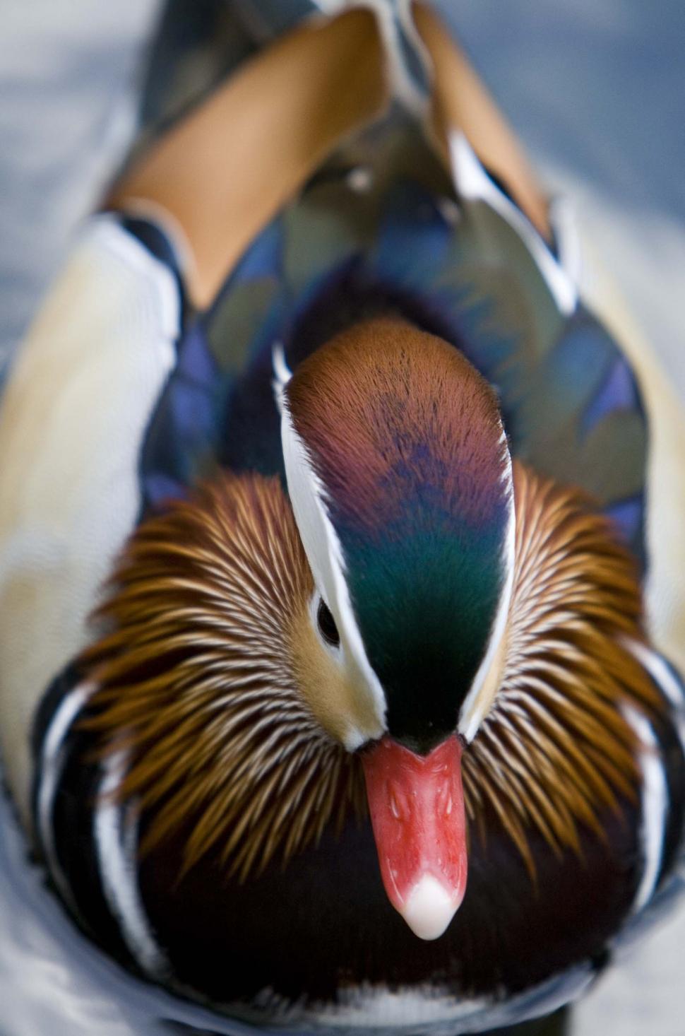 Free Image of Mandarin duck 