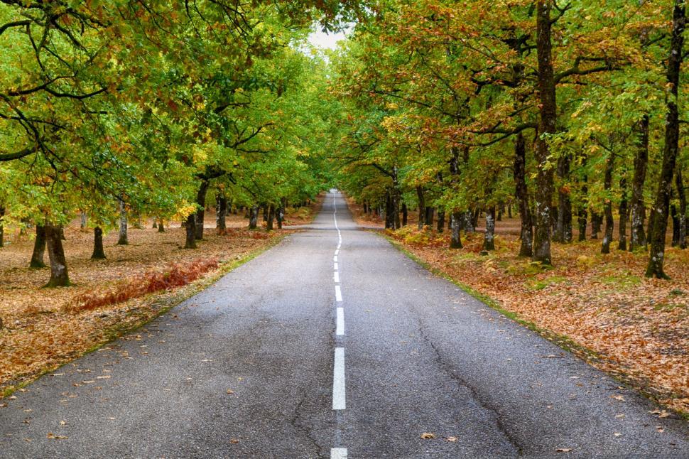 Free Image of Scenic Autumn Road in Forested Landscape 