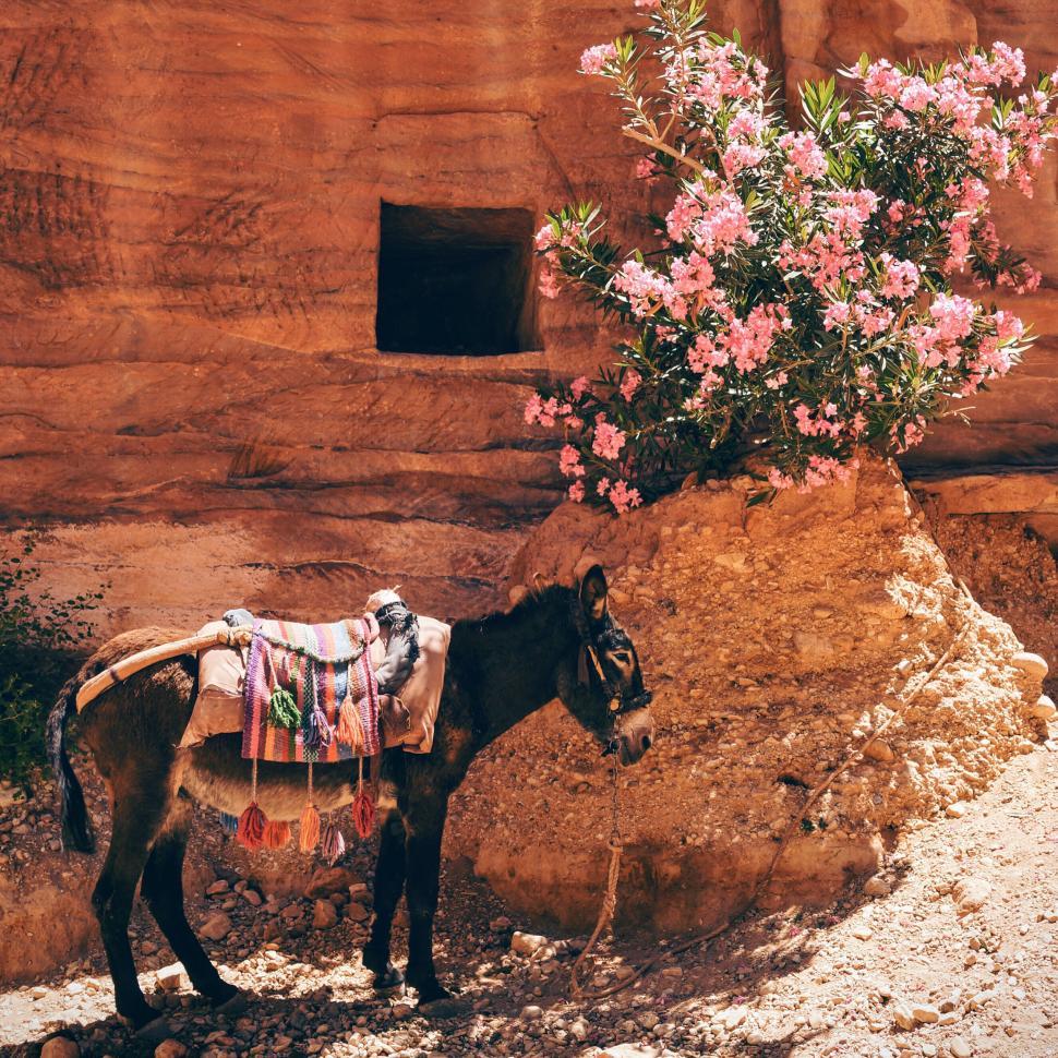 Free Image of Donkey with ornate saddle by pink flowers 