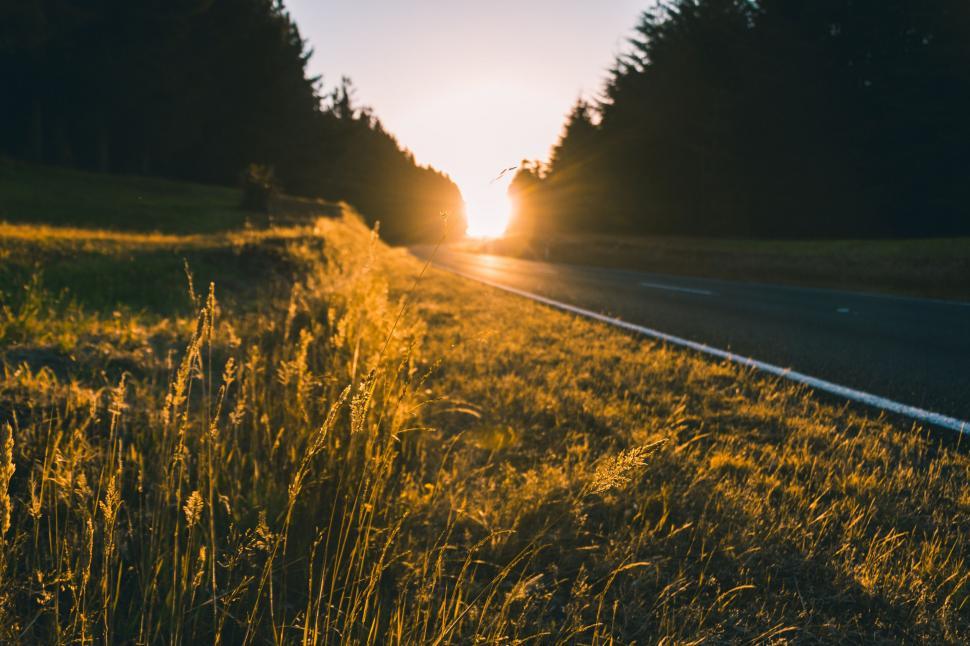 Free Image of Golden hour sunlight on a country road 