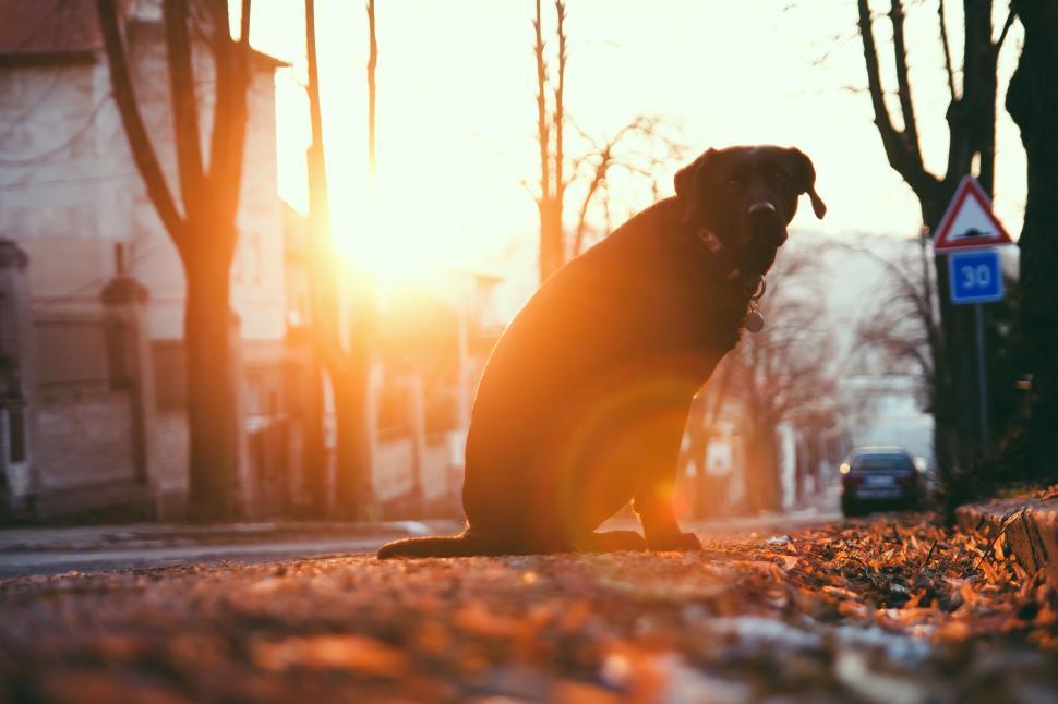 Free Image of Black Labrador sitting on an autumnal street at dawn 