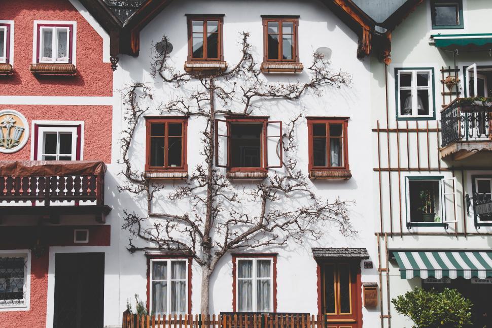 Free Image of Traditional European house with a tree growing on it 