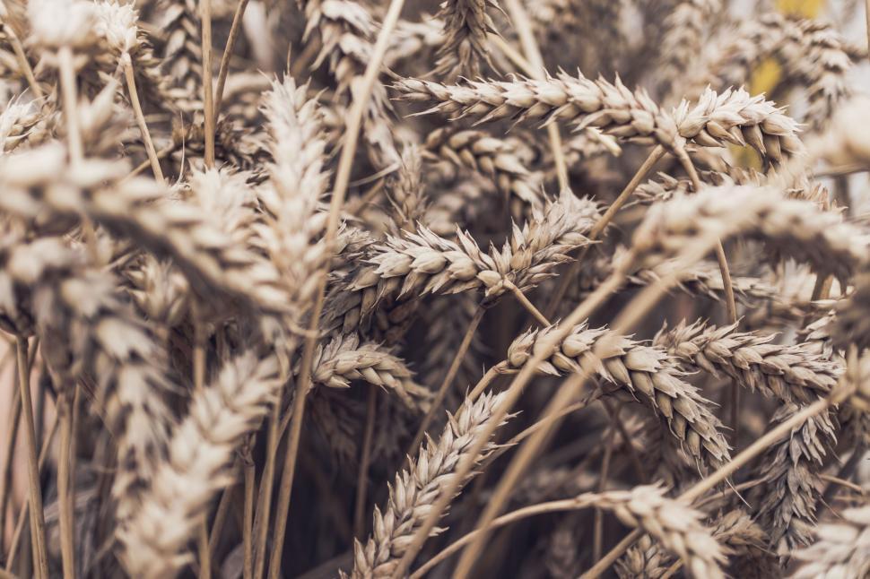 Free Image of Close-up of golden wheat in field 