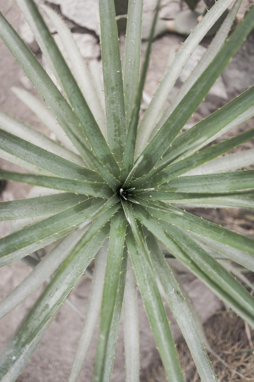 Free Image of Succulent plant with long green spiky leaves 