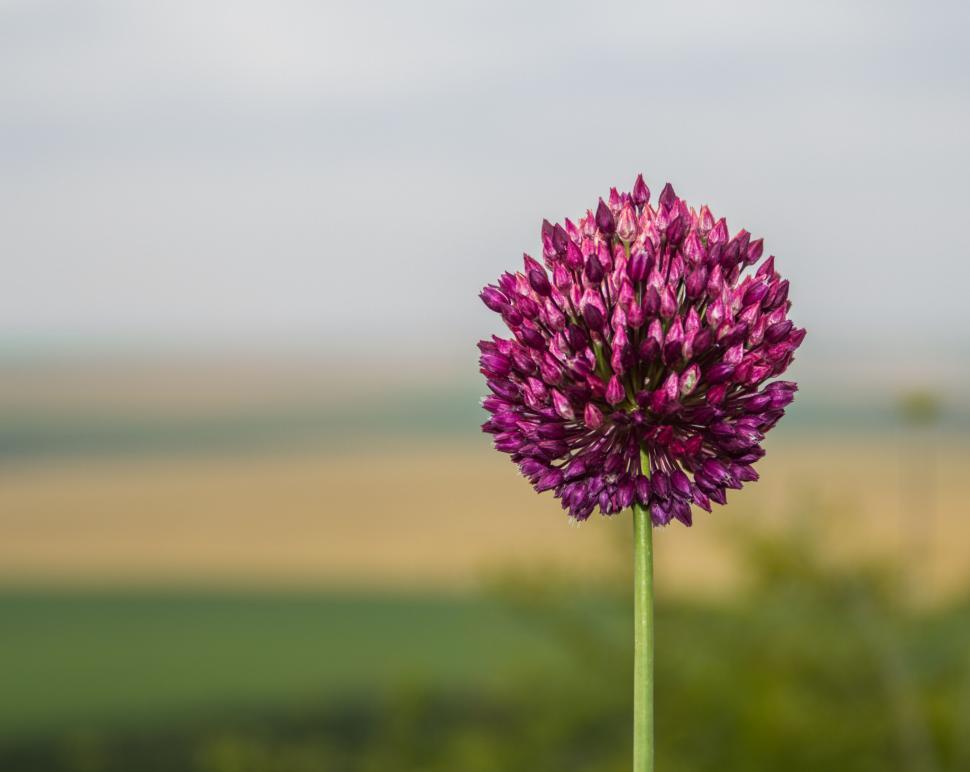 Free Image of Single purple allium flower with field 