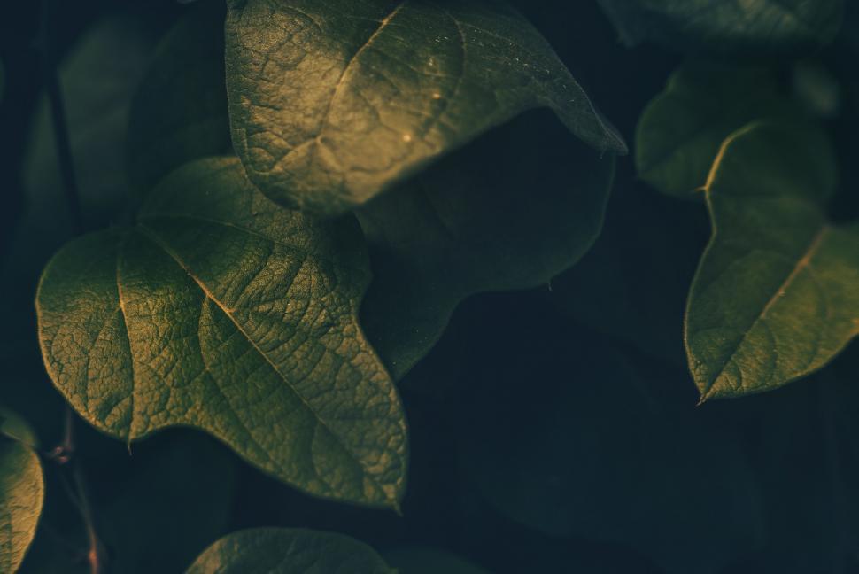 Free Image of Close-up of green ivy leaves in shadow 