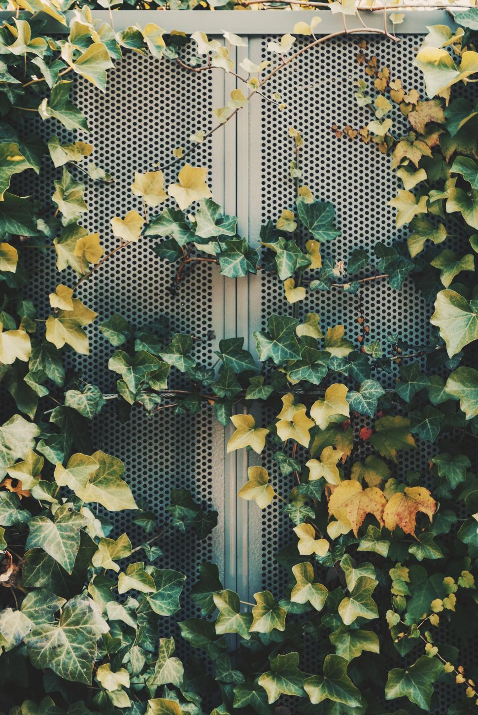Free Image of Ivy-covered metallic gate in sunlight 