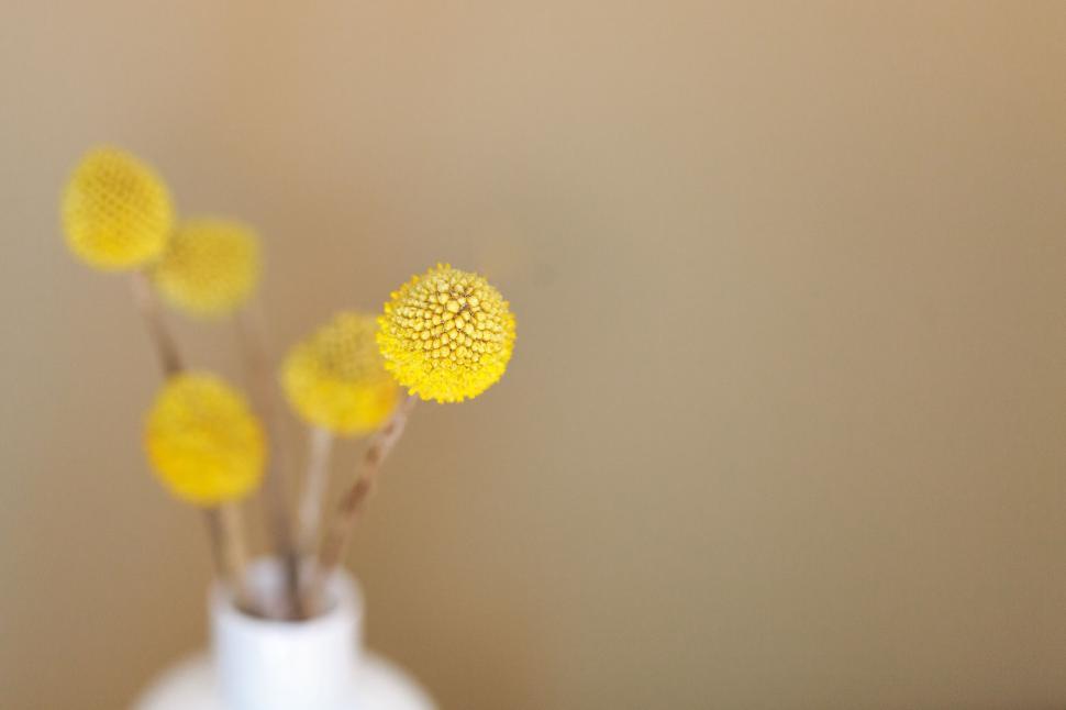Free Image of Yellow flowers in a crisp focus 