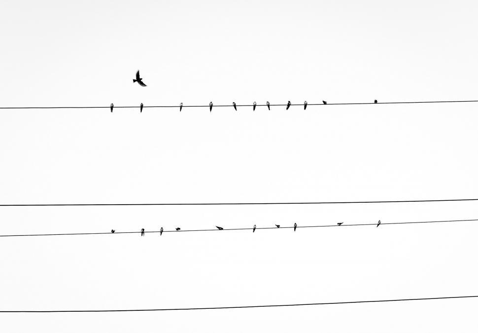 Free Image of Bird flying away from a line of perched birds 