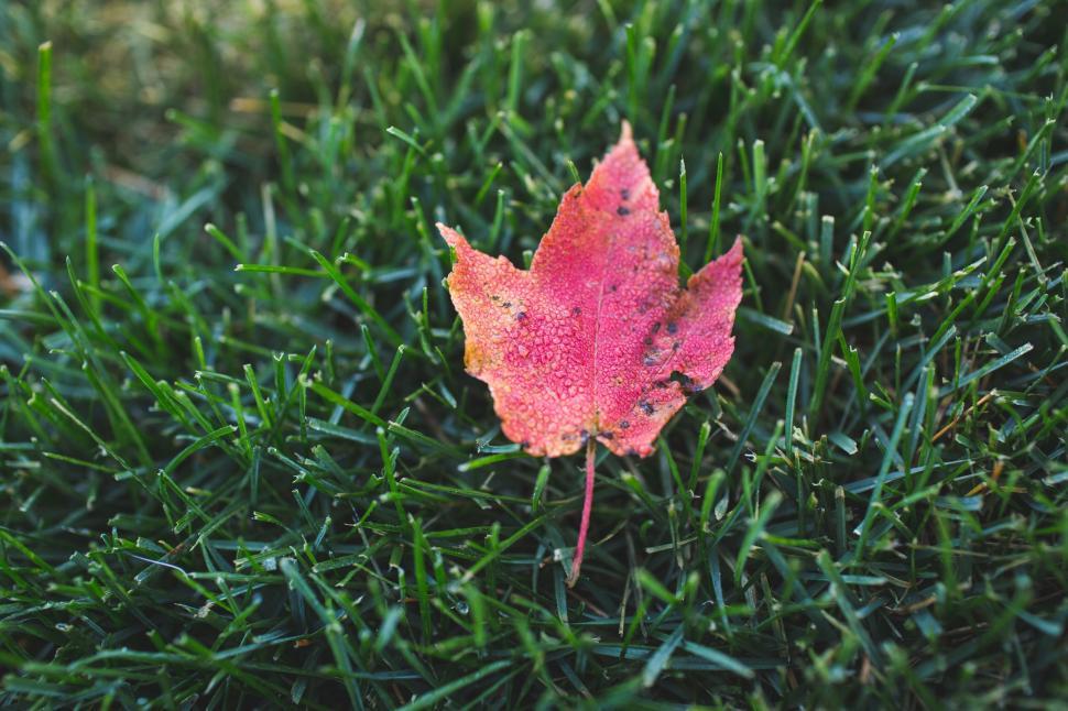 Free Image of A single red leaf on dewy green grass 