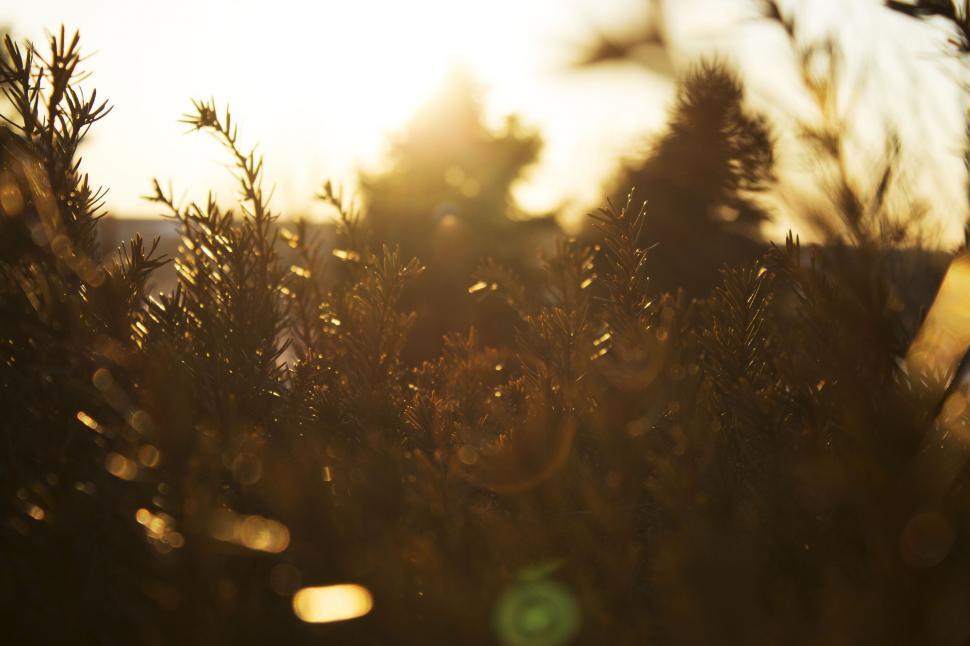 Free Image of Golden hour sunlight through pine branches 