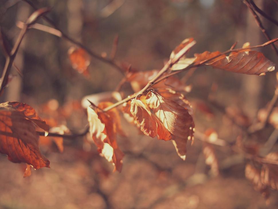Free Image of Autumn leaves in sunlight and shadow 
