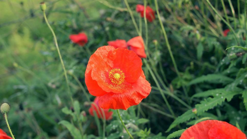 Free Image of Red poppies blooming in green meadow 