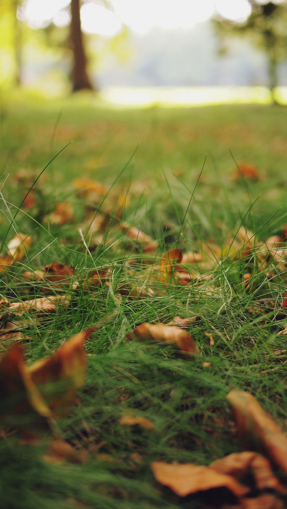 Free Image of Autumn leaves scattered on vibrant green grass 