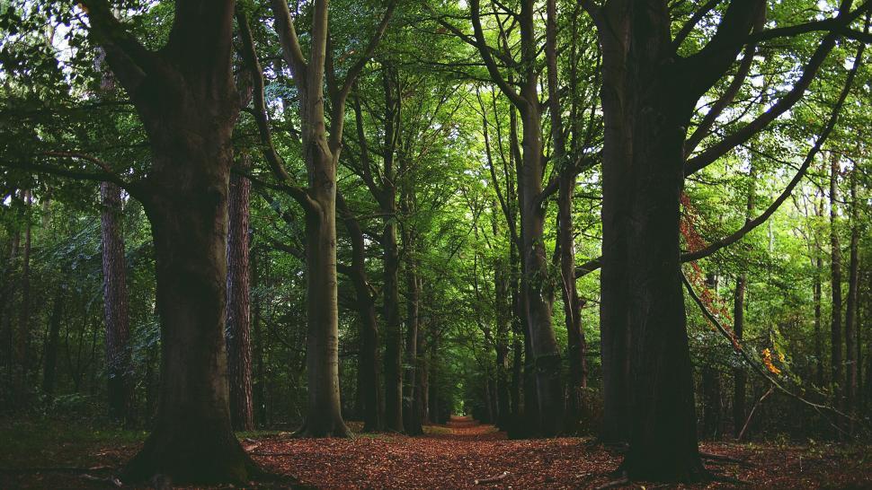 Free Image of Sunlit forest path through green trees 