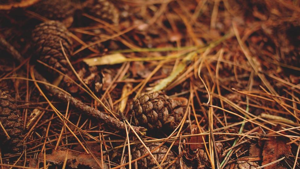 Free Image of Forest floor covered with pine cones and needles 