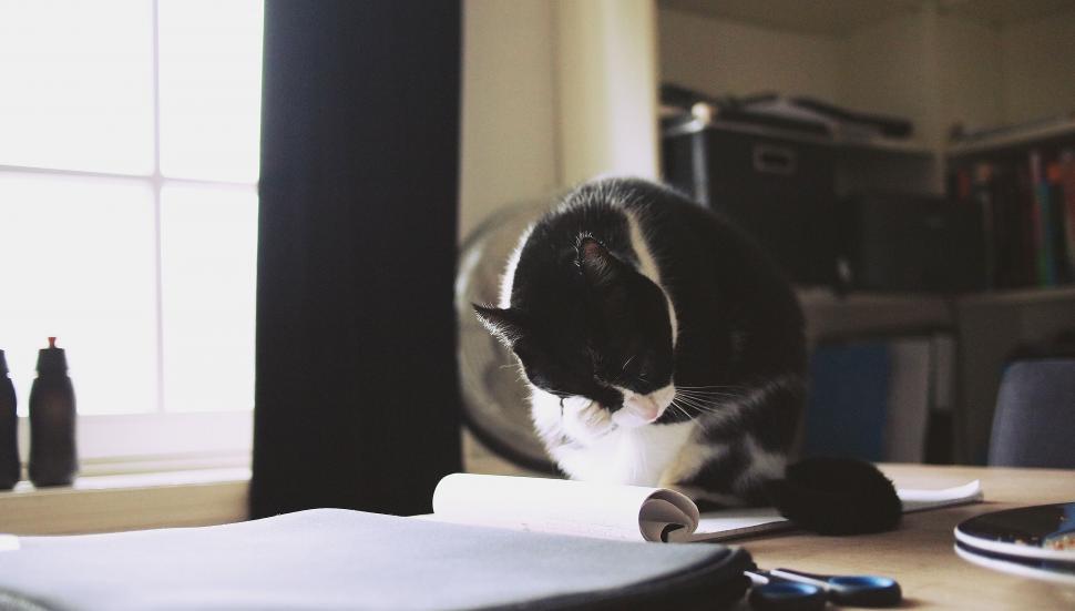 Free Image of Cat grooming itself on a home desk 