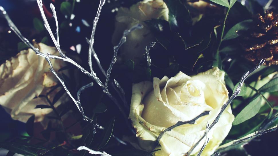 Free Image of Close-up of roses with frosted branches 