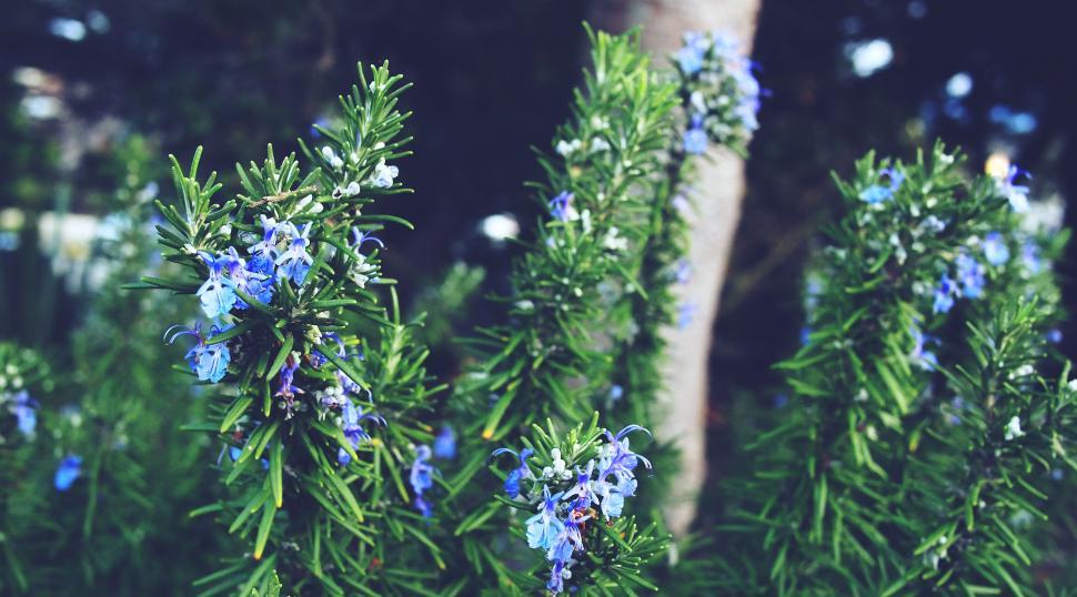Free Image of Blue flowers on rosemary bush close-up 
