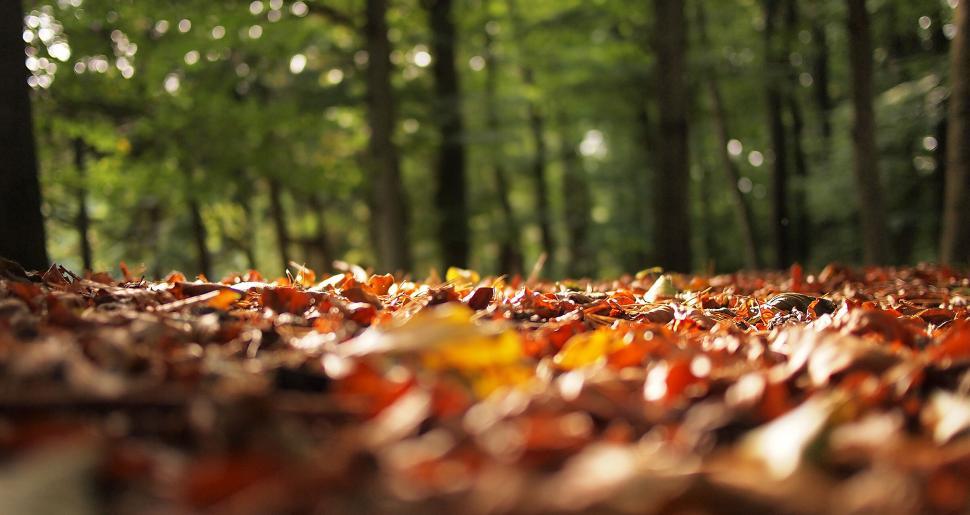 Free Image of Autumn leaves on forest floor in sunlight 