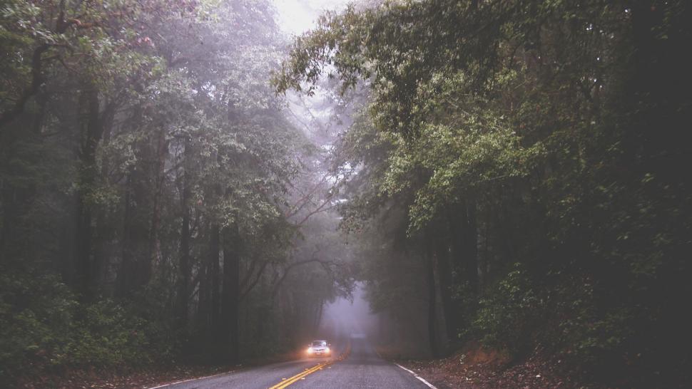 Free Image of Misty road with car lights in the forest 