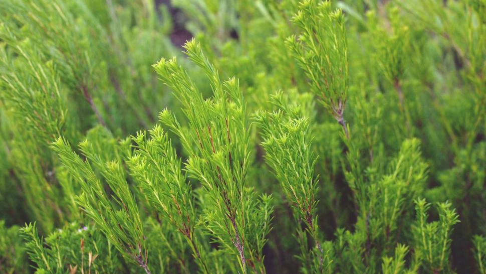 Free Image of Vibrant green shrub close-up shot 