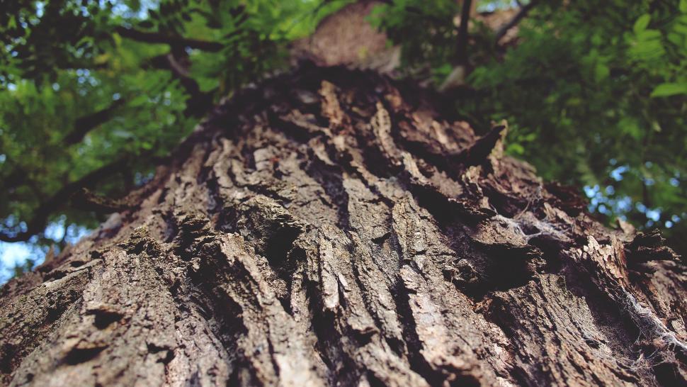 Free Image of Looking up at the tree bark texture and depth 