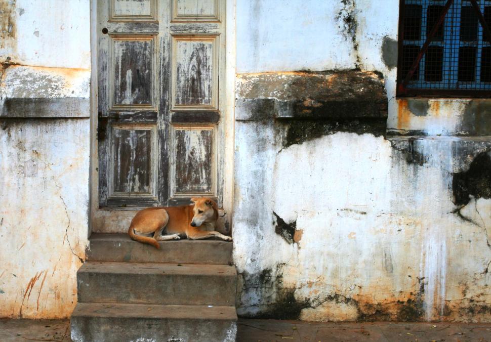 Free Image of Indian street dog 