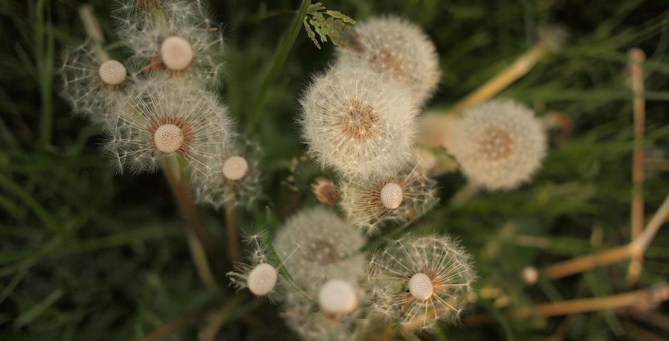Free Image of Dandelion seeds close-up in a field 