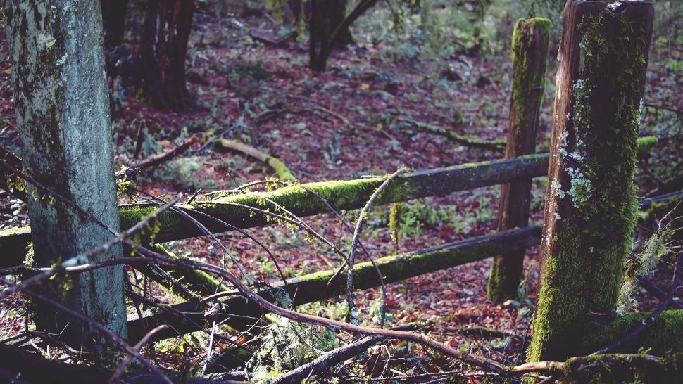 Free Image of Old wooden gate overgrown with moss 