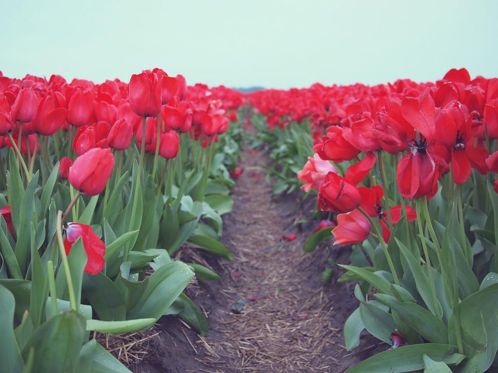 Free Image of Field of vibrant red tulips 