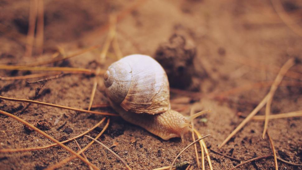 Free Image of Close-up of a snail crawling on the ground 