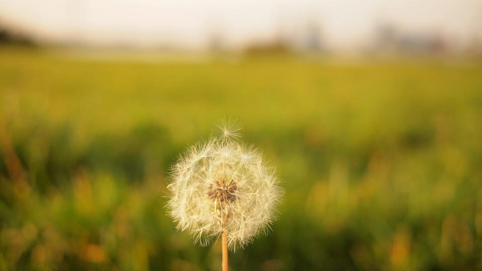 Free Image of Dandelion seed head in a sunny field 