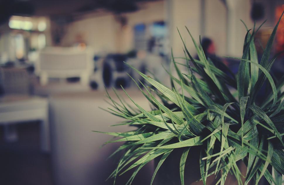 Free Image of Indoor plant with a blurred background 