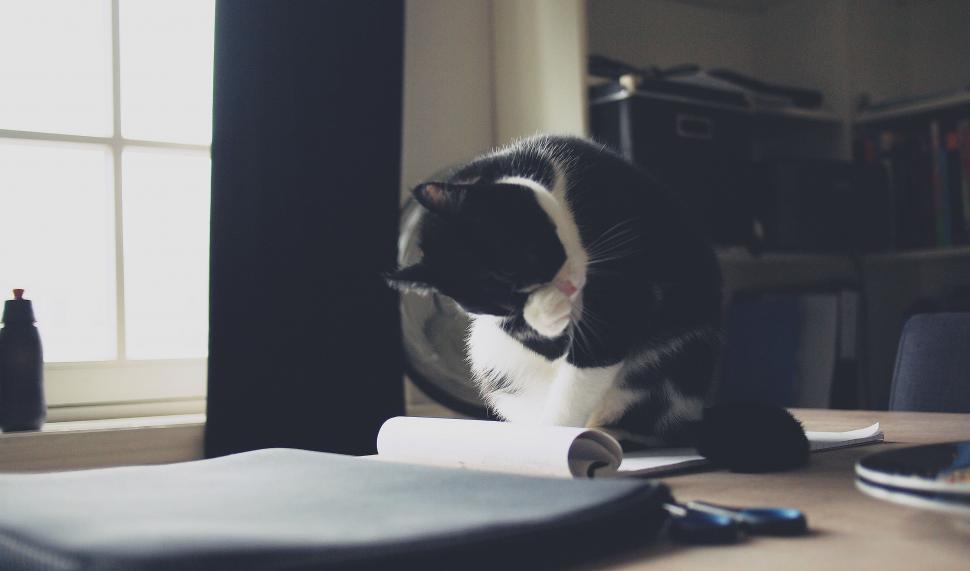 Free Image of Cat grooming itself on a workspace 