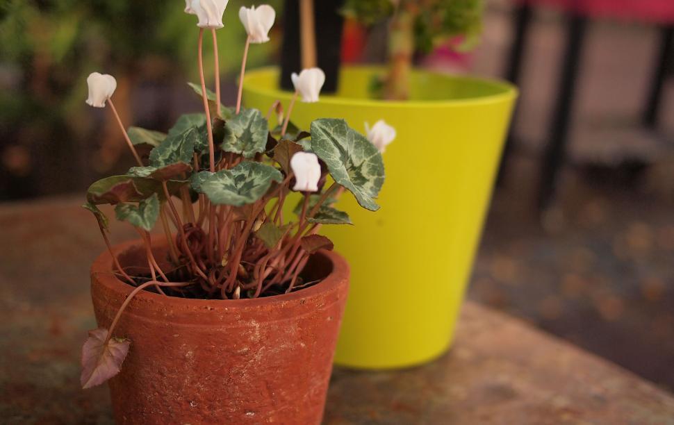 Free Image of Clay pot with cyclamen on rustic table 
