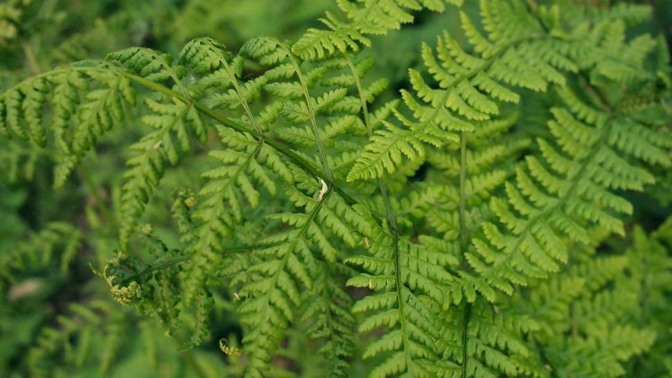 Free Image of Lush green fern leaves filling the frame 