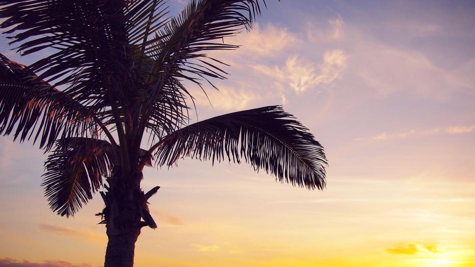 Free Image of Palm tree silhouette against a colorful sunset 