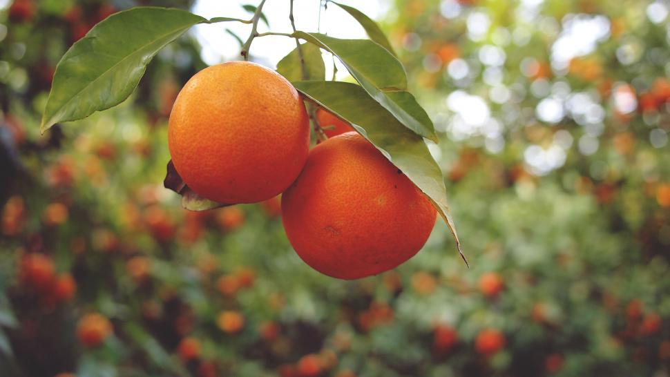 Free Image of Ripe oranges hanging on a lush tree 