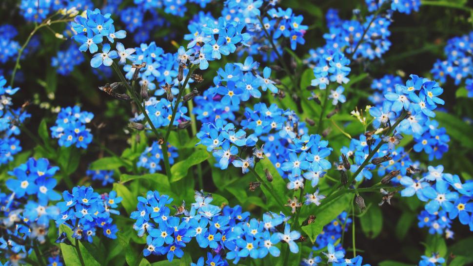 Free Image of Vibrant blue forget-me-nots blooming 