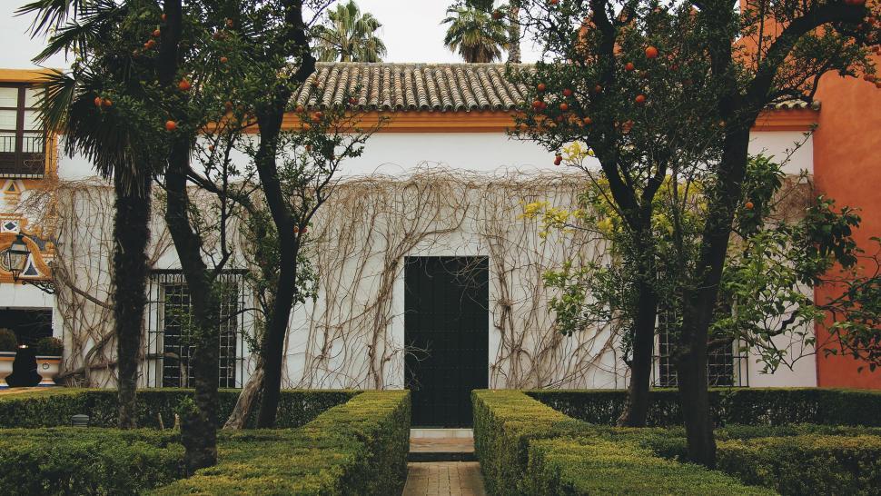 Free Image of Traditional courtyard with orange trees 